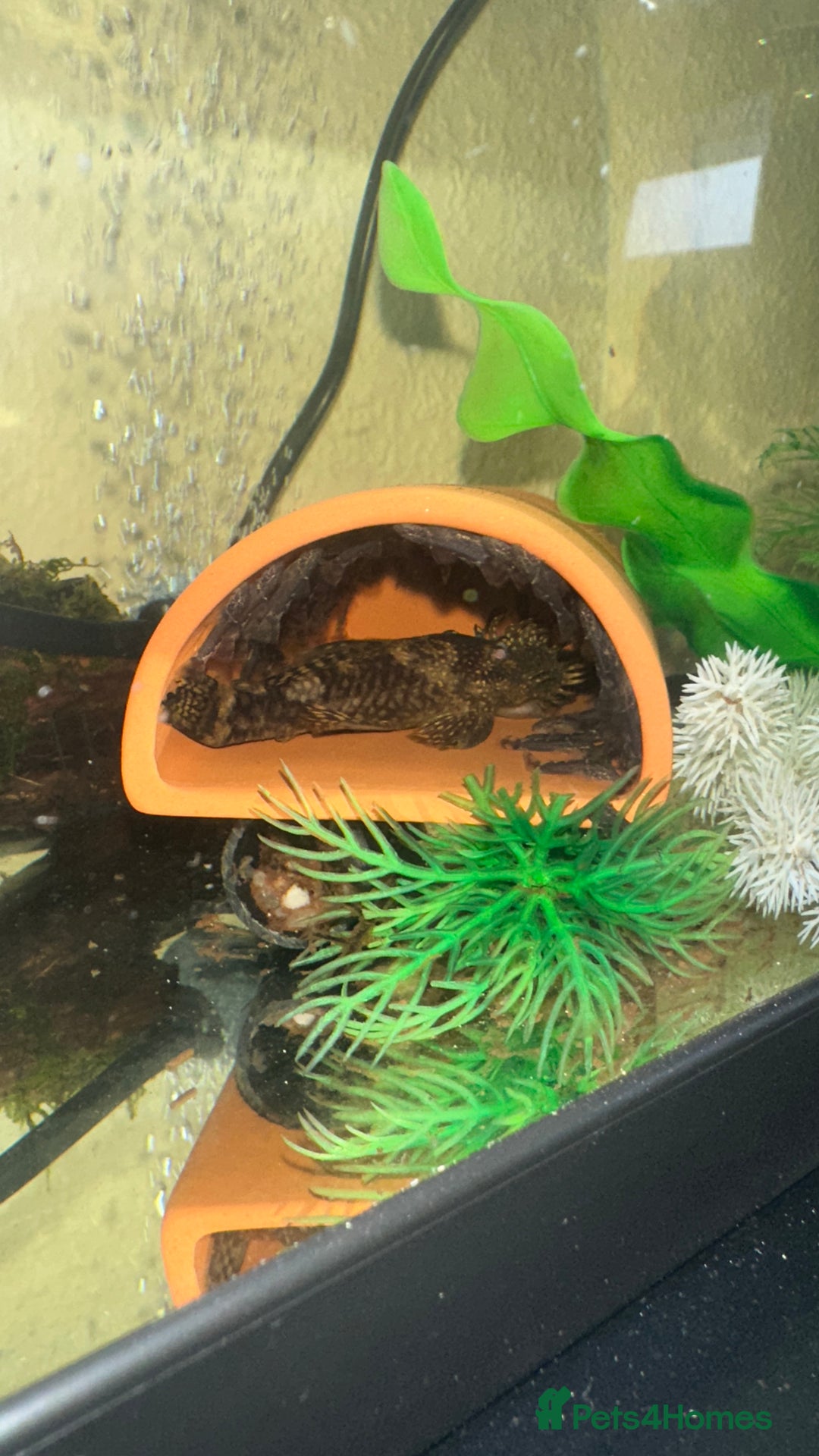 Plecos fish for sale: Baby Bristlenose Plecos for Sale - Available now! - Advert 7