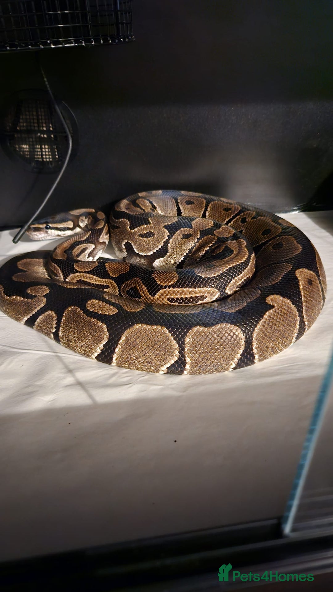 Python Snake reptiles for sale: Royal python and viv  - Advert 3