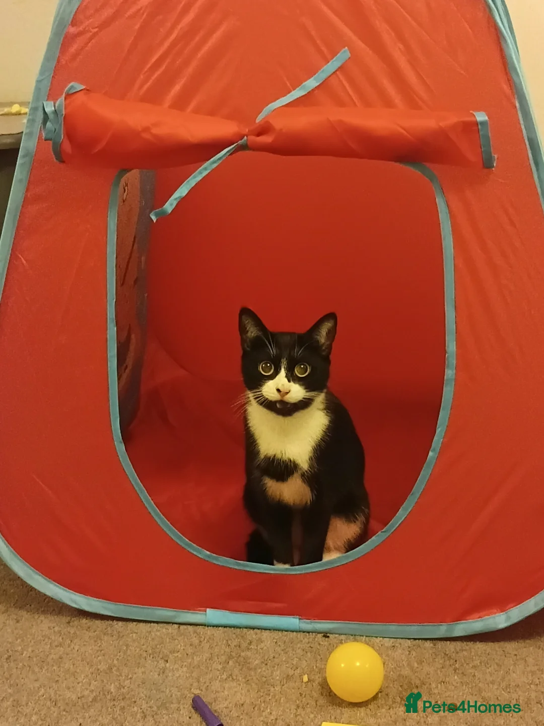 Mixed Breed cats for sale: Meet little rosie - Advert 2