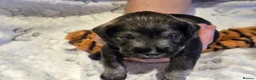 Miniature Schnauzer dogs for sale: Miniature Schnauzer Puppies – Salt & Pepper in Manchester - Advert 22