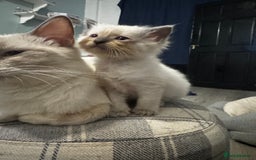 Ragdoll cats for sale: Beautiful Ragdoll (pure bred ) kittens  - Image 5