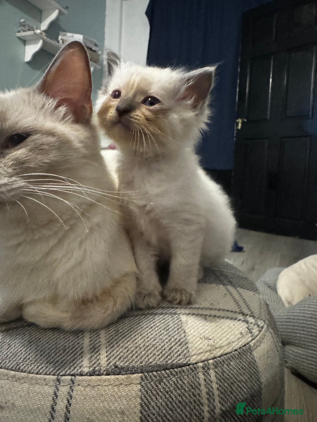 Ragdoll cats for sale: Beautiful Ragdoll (pure bred ) kittens  - Image 5