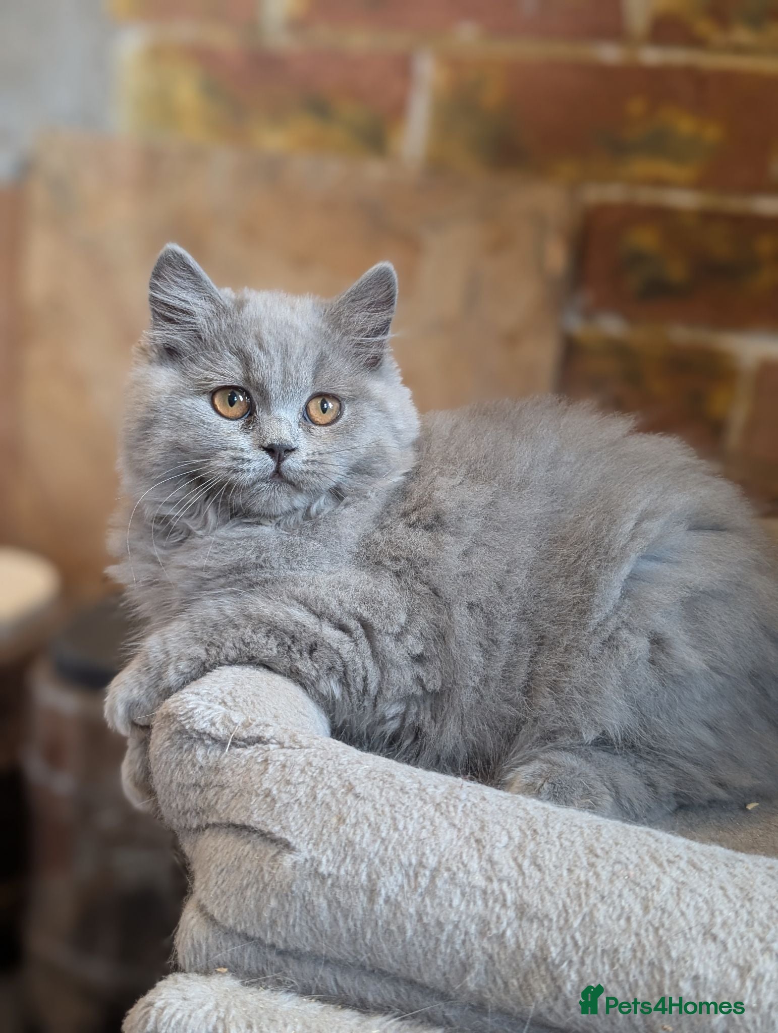 British Longhair cats Ready to leave British longhair Female kitten - Advert 8