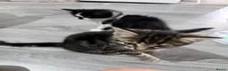 Mixed Breed cats for sale: Kittens for sale ready to go  - Advert 9