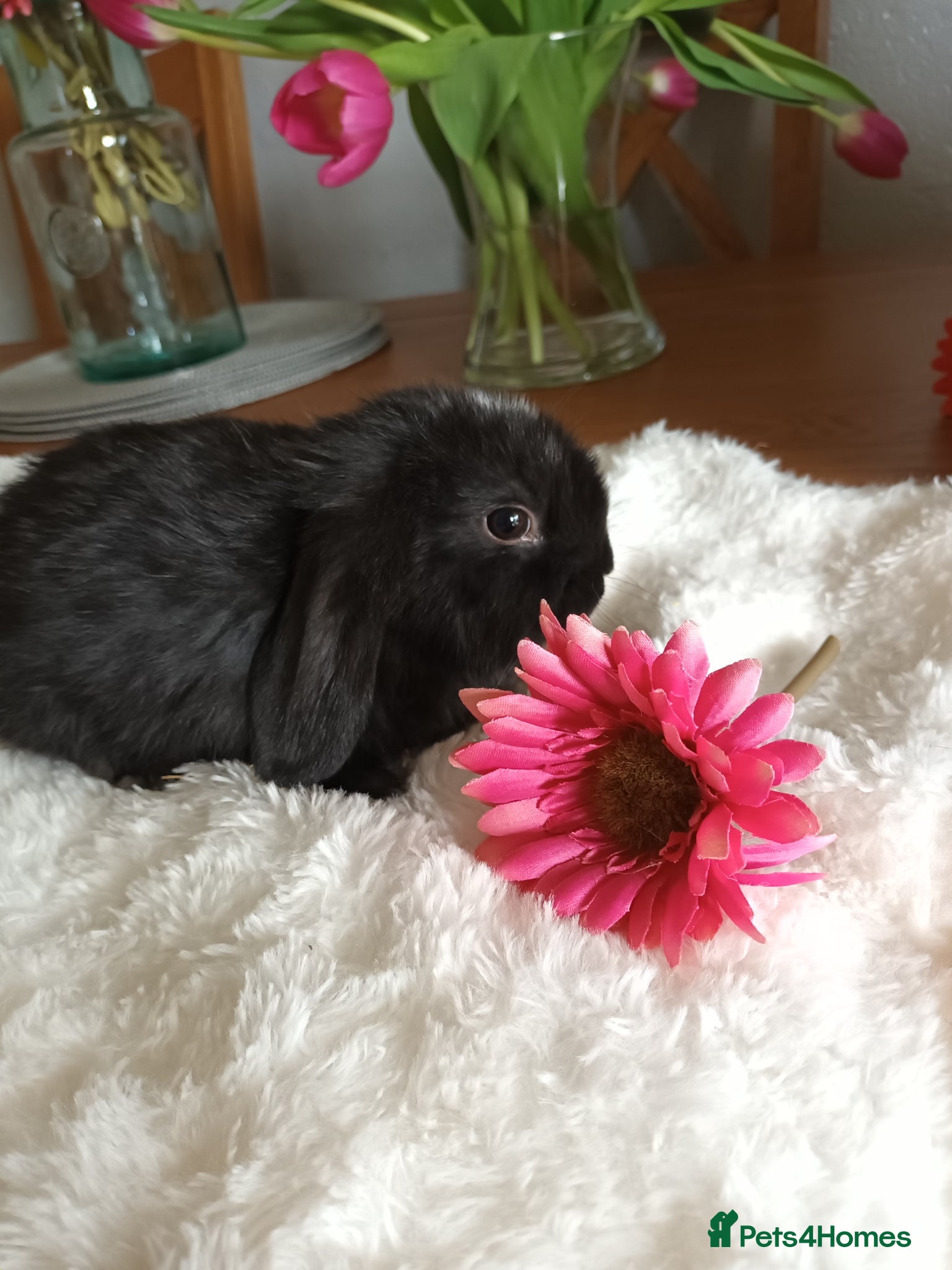 Mini Lop rabbits Beautiful mini lops - Advert 2