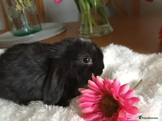 Mini Lop rabbits Beautiful mini lops - Advert 2