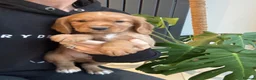 Cocker Spaniel dogs for sale: Working cocker spaniel pups  - Advert 6