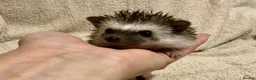 Pygmy Hedgehog rodents for sale: African Pygmy Hedgehog hoglets  - Advert 7