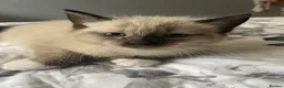 Mixed Breed cats for sale: Part ragdoll kittens - Advert 4