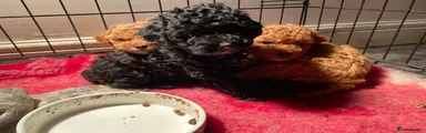 Toy Poodle Puppy 1