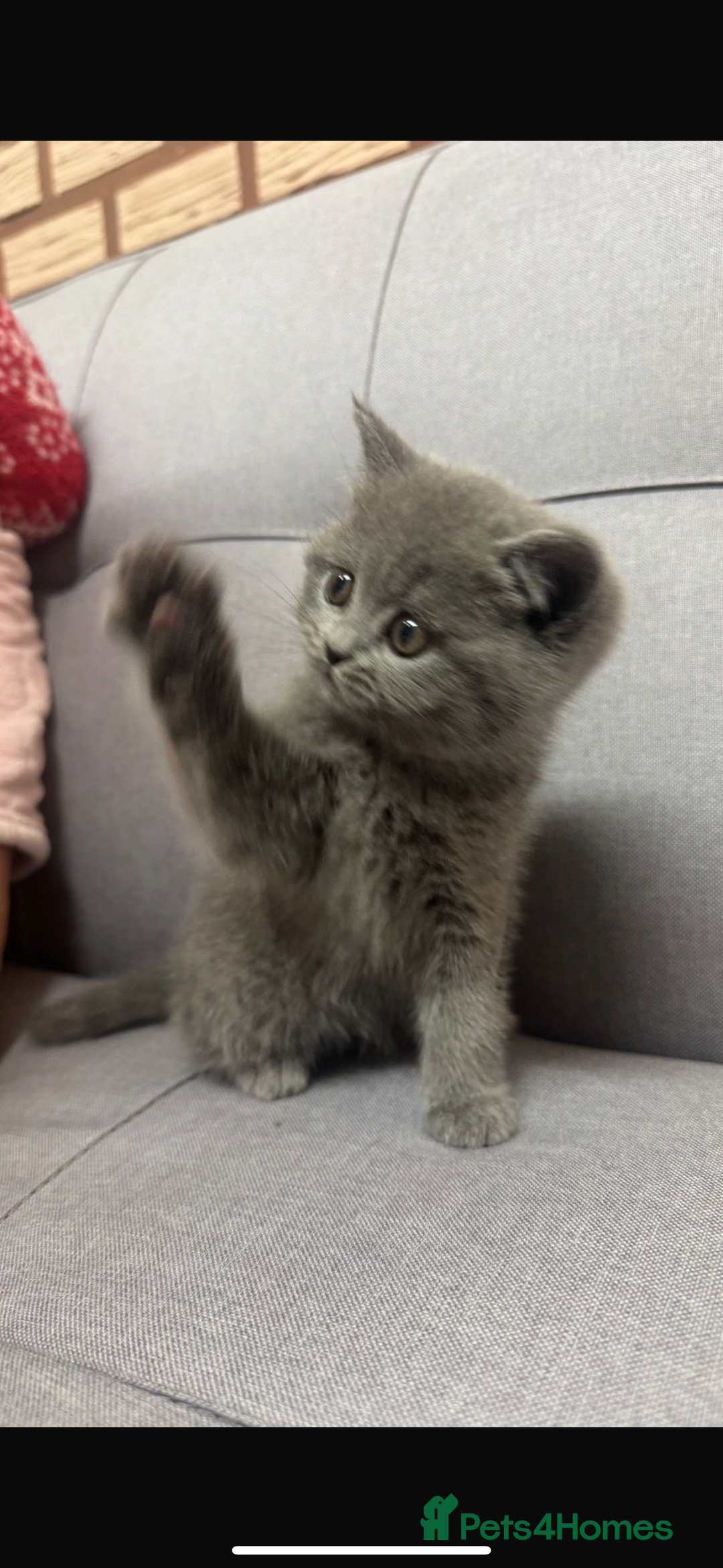 British Shorthair cats for sale: British shorthair female  - Advert 7