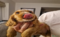 Mixed Breed dogs for sale: Beautiful Cavapoo X puppies - Image 2