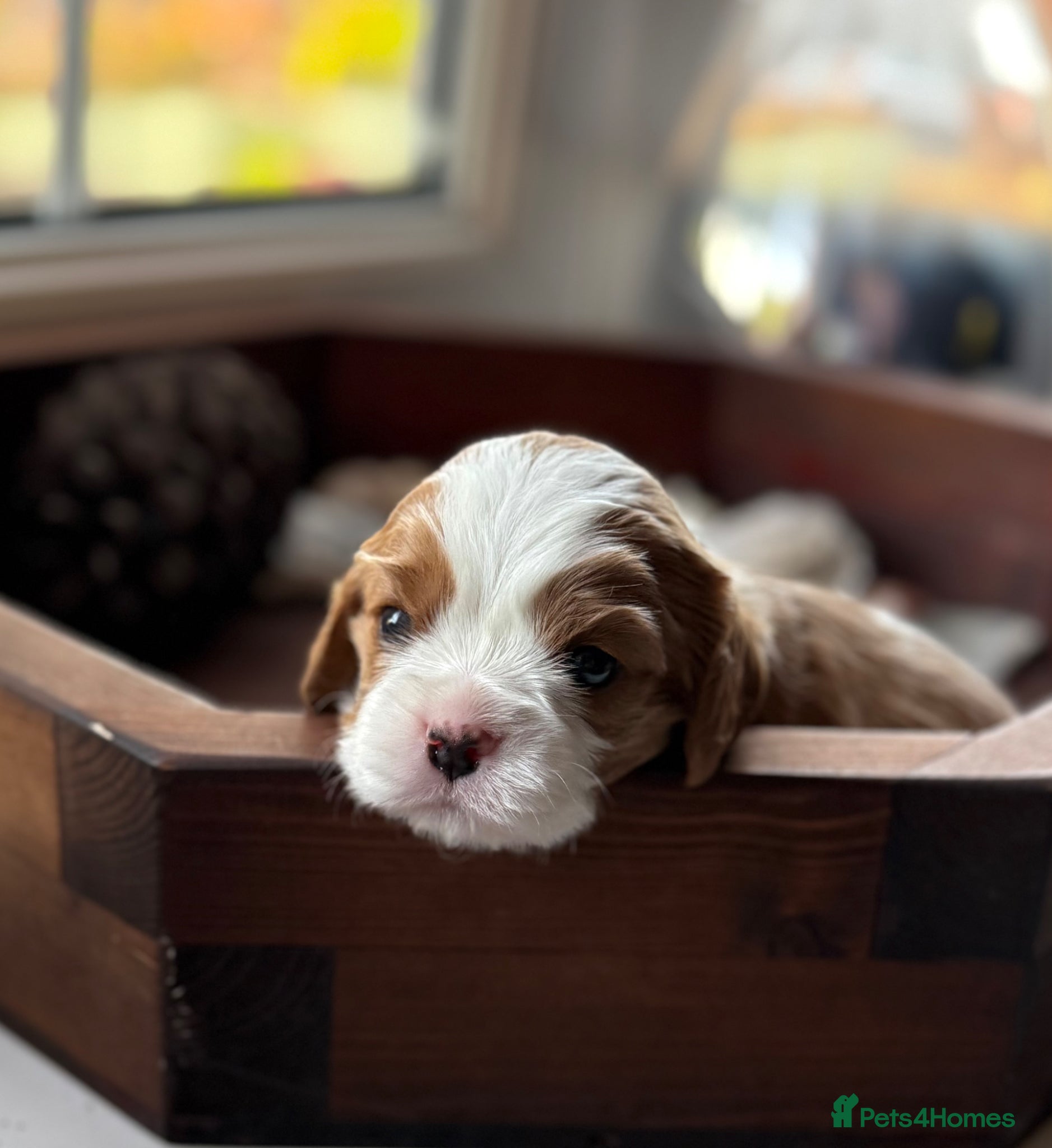 Cavalier King Charles Spaniel dogs *2 Boys left Purebred Pedigree KC Cavalier Puppies - Advert 2