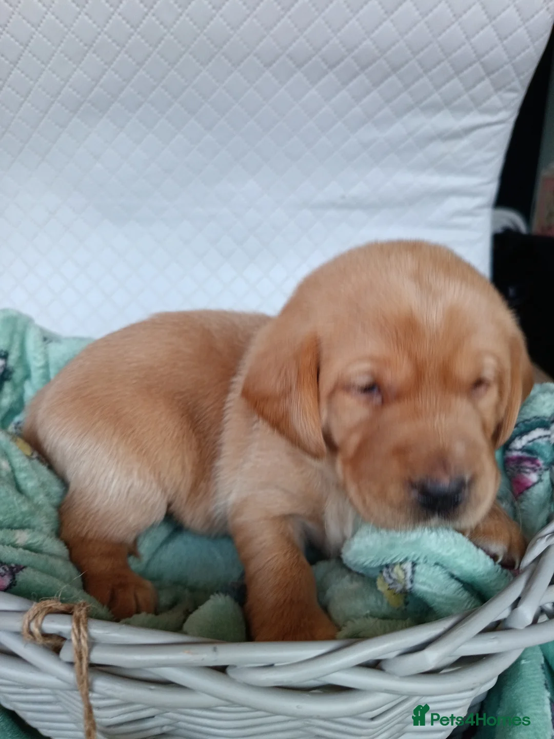 Labrador Retriever dogs for sale: KC reg yellow & black Labrador puppies socialised - Advert 2