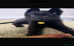 German Shepherd dogs for sale: 2 German Shepard puppies  - Image 4