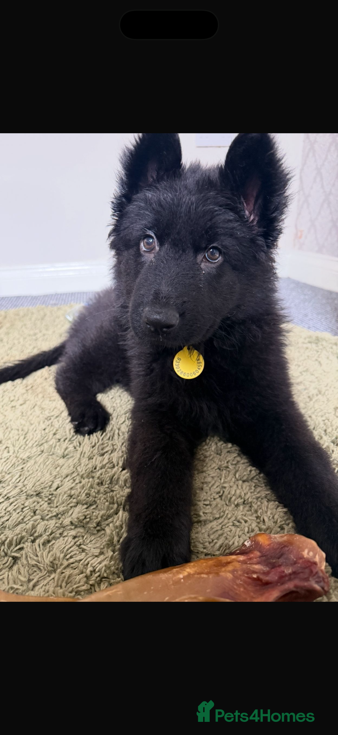 German Shepherd dogs for sale: 2 German Shepard puppies  - Image 4