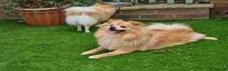 Pomeranian dogs for sale: 2 puppy boy - Advert 8