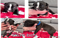 Staffordshire Bull Terrier dogs for sale: Puppy for sale  - Advert 1