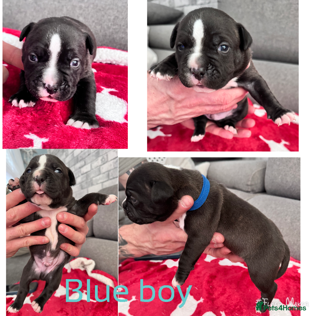 Staffordshire Bull Terrier dogs for sale: Puppy for sale  - Advert 1