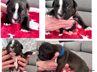 Staffordshire Bull Terrier dogs for sale: Puppy for sale - Advert 1