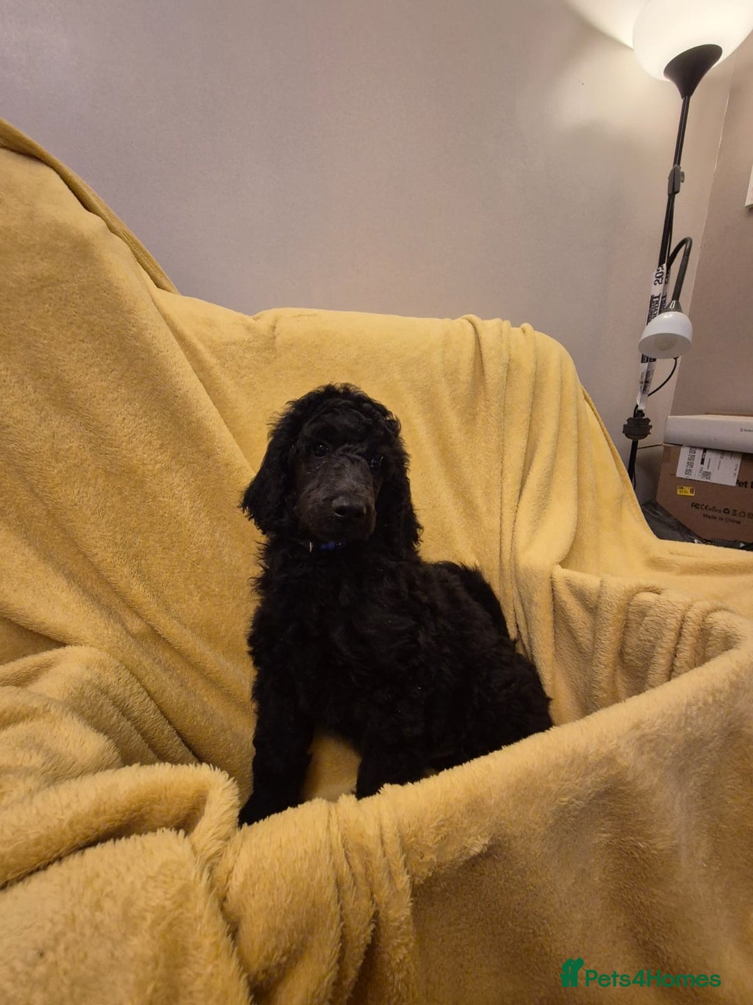Standard Poodle dogs for sale: outstanding litter of standard poodle pups - Advert 17
