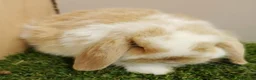 Mini Lop rabbits for sale: Vaccinated Baby Mini Lops-with new Yurvac vaccine - Advert 3
