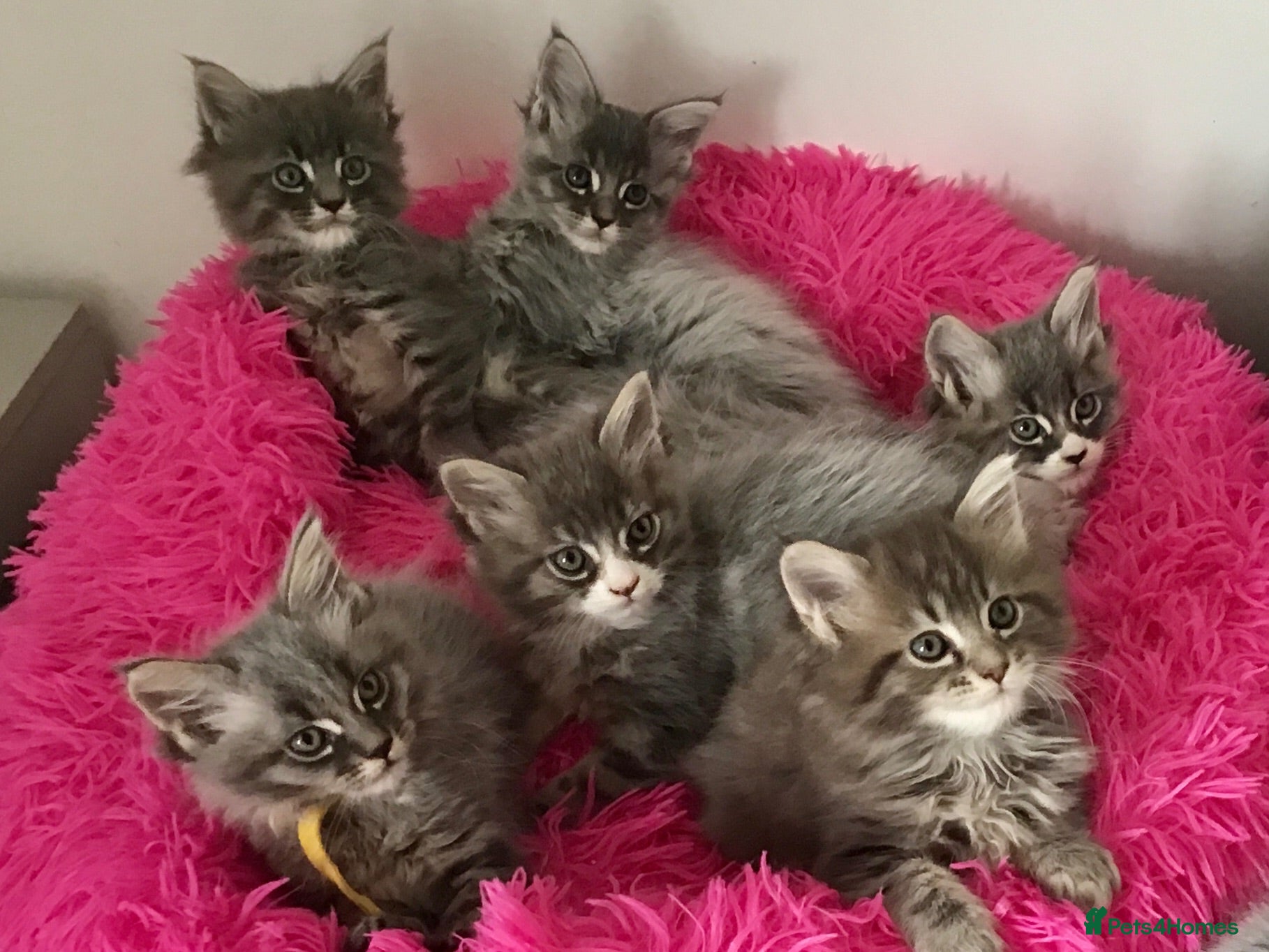 Maine Coon cats Bundles of maincoon fun  - Advert 2