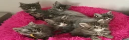 Maine Coon cats for sale: Bundles of maincoon fun  - Advert 2
