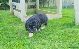 Labradoodle dogs for sale: Miniature f1b labradoodles - Image 6