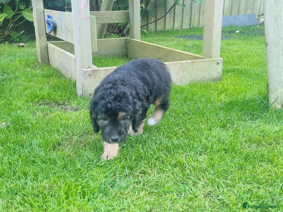 Labradoodle dogs for sale: Miniature f1b labradoodles - Image 6