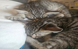 Mixed Breed cats for sale: Bengal cross kittens. 4 left!!! - Image 5