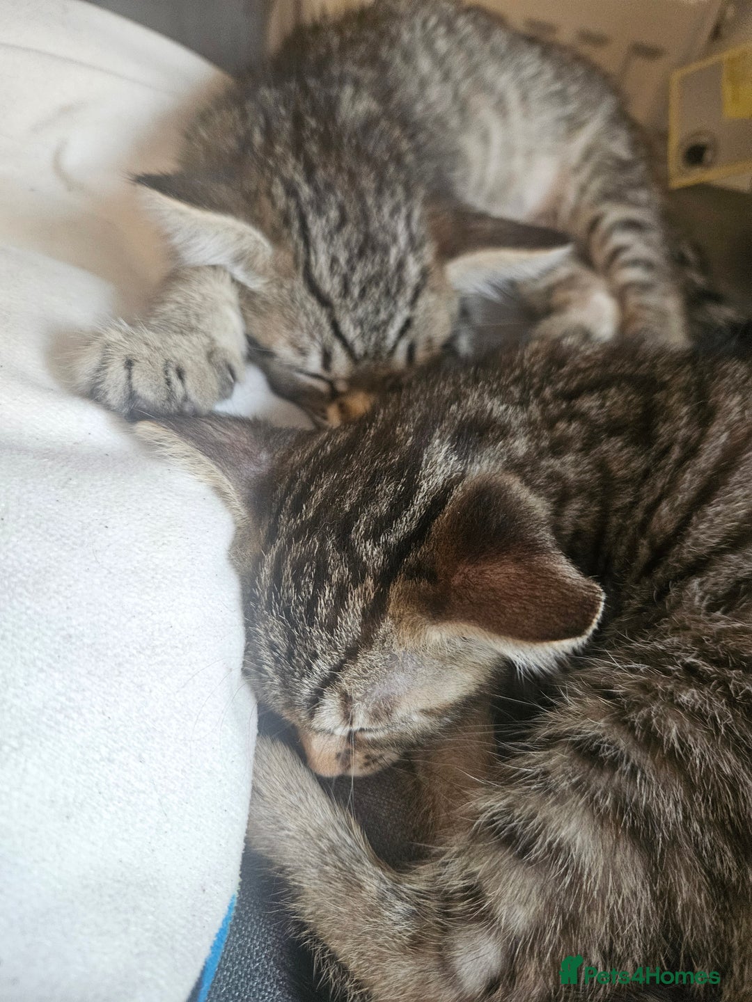 Mixed Breed cats for sale: Bengal cross kittens. 4 left!!! - Image 5