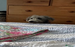 Bedlington Terrier dogs for sale: bedlington cross whippets - Image 9