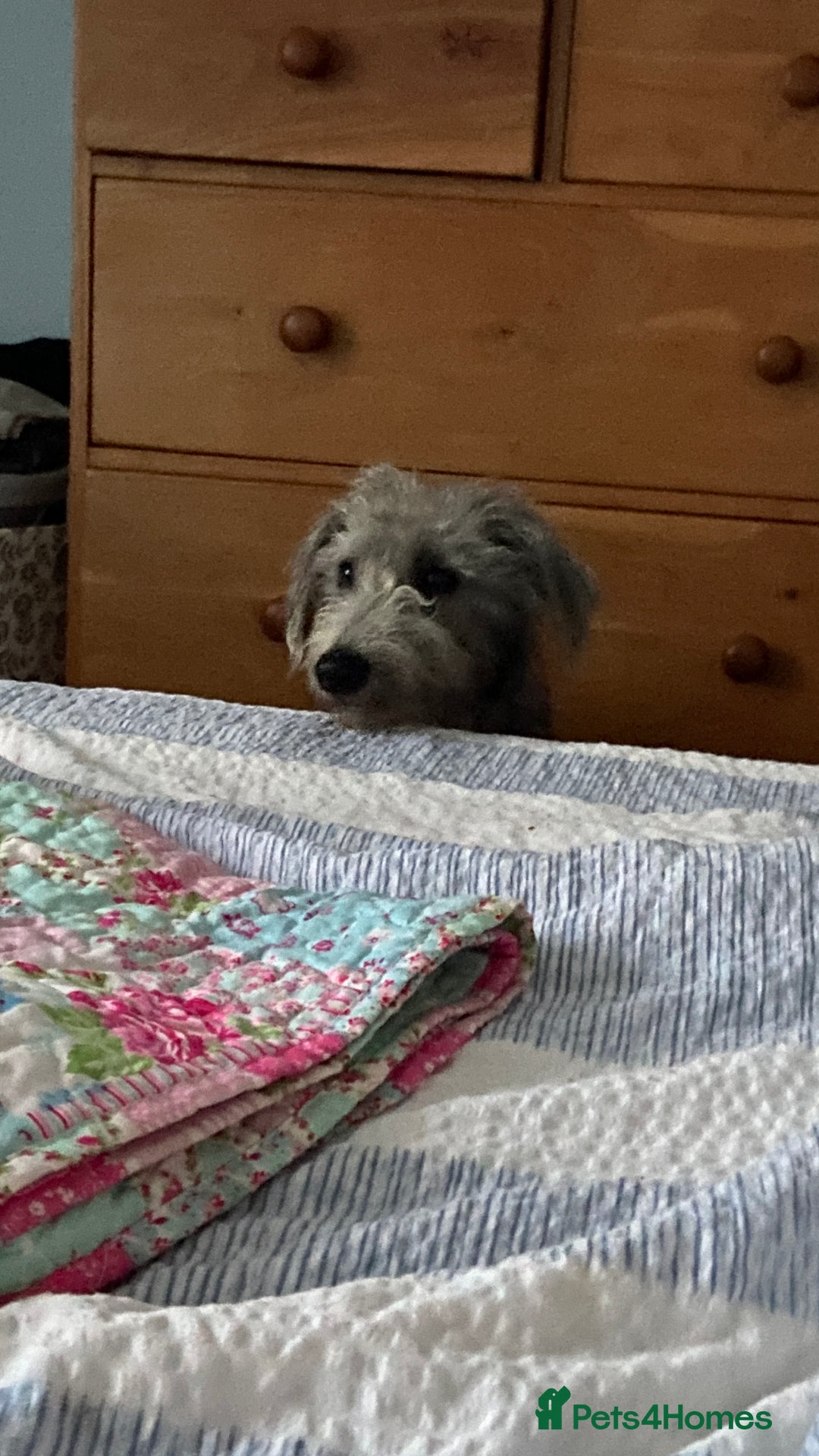 Bedlington Terrier dogs for sale: bedlington cross whippets - Image 9