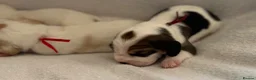 Beagle dogs for sale: Health Tested & Kennel Club Registered Beagle Pups - Advert 19