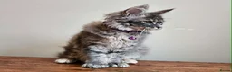 Maine Coon cats for sale: XXL Champion Line Maine Coons – Rare, Very Fluffy! - Advert 7
