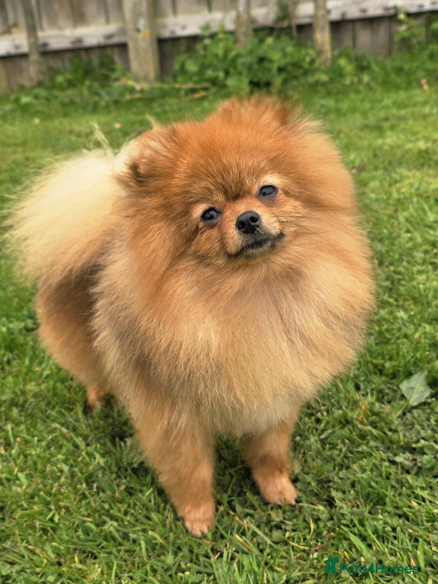 Pomeranian dogs *Beautiful female pomeranian 11 months*  - Advert 1