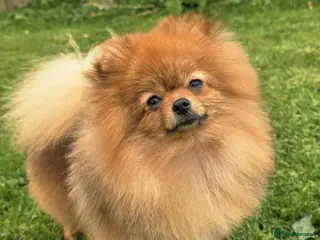 Pomeranian dogs *Beautiful female pomeranian 11 months* - Advert 7