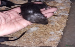 Gerbil rodents for sale: Super friendly gerbils from hobby breeder  - Image 18