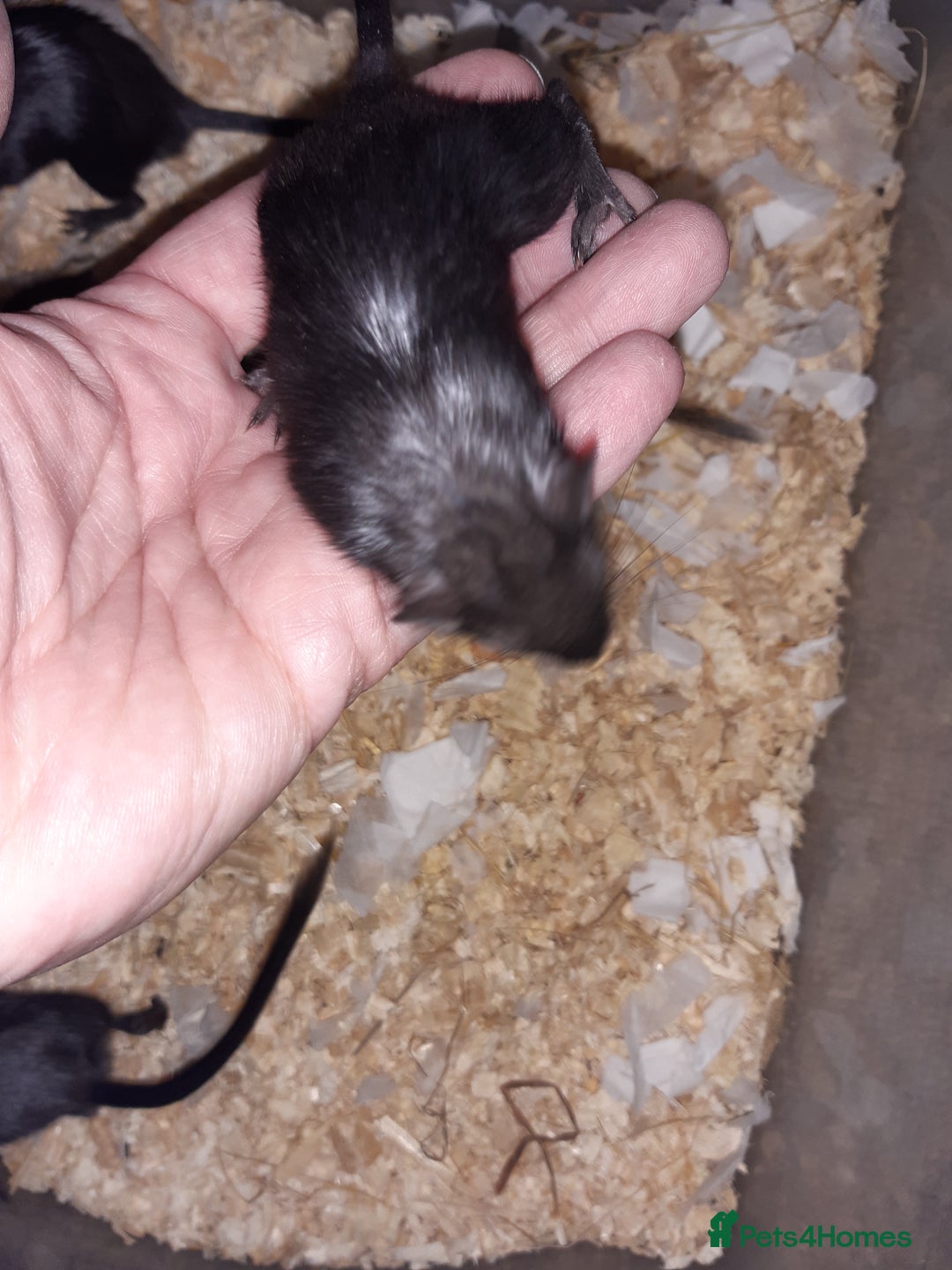 Gerbil rodents for sale: Super friendly gerbils from hobby breeder  - Image 18