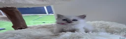 Ragdoll cats for sale: ✨ Beautiful GCCF Registered Ragdoll Kittens ✨ - Advert 30