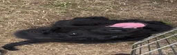 Flat coated Retriever dogs for sale: Gorgeous liver and black Flatcoat Retrievers - Advert 7