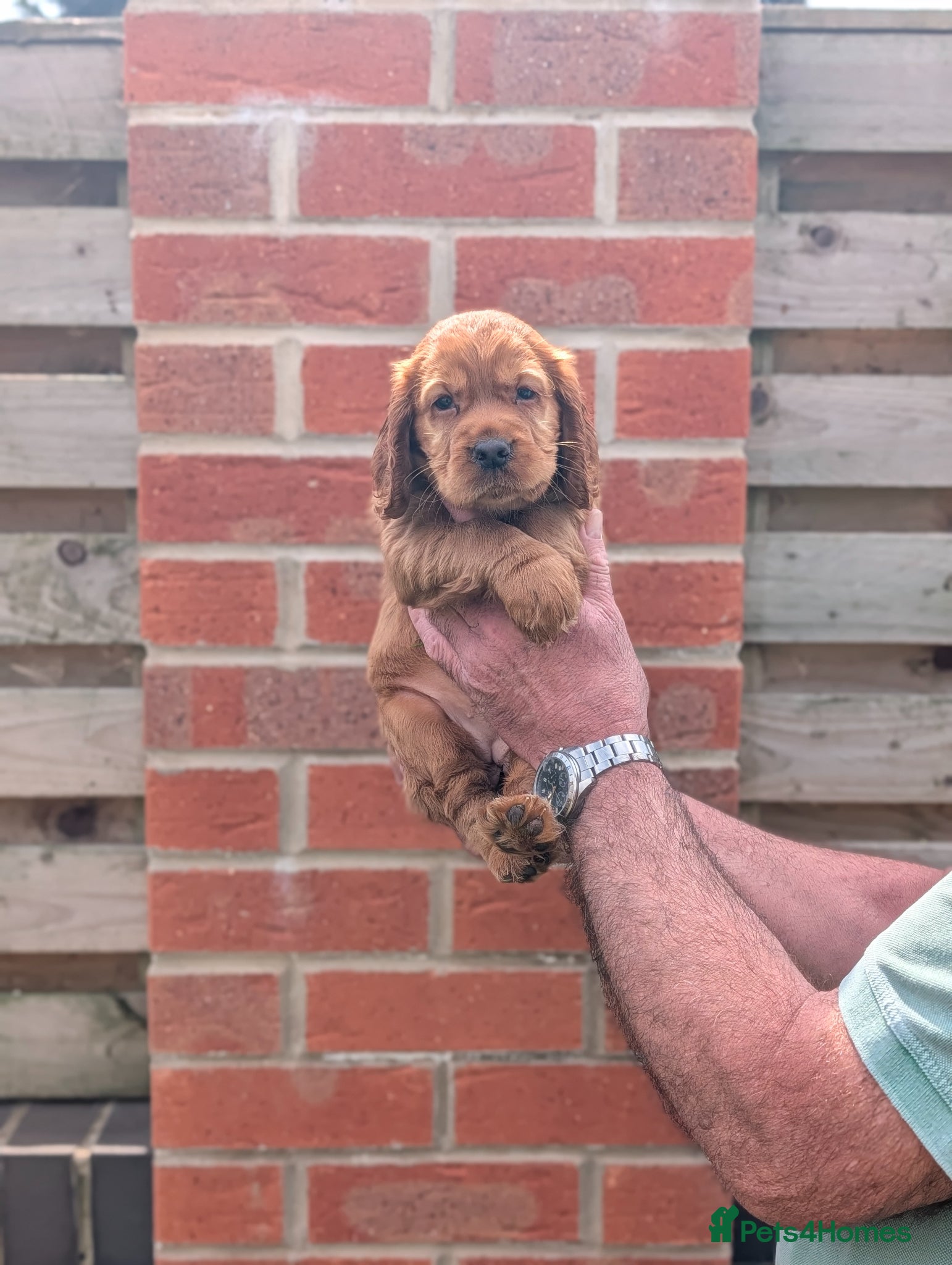 Cocker Spaniel dogs Beautiful red working cocker spaniel bitch  - Advert 2