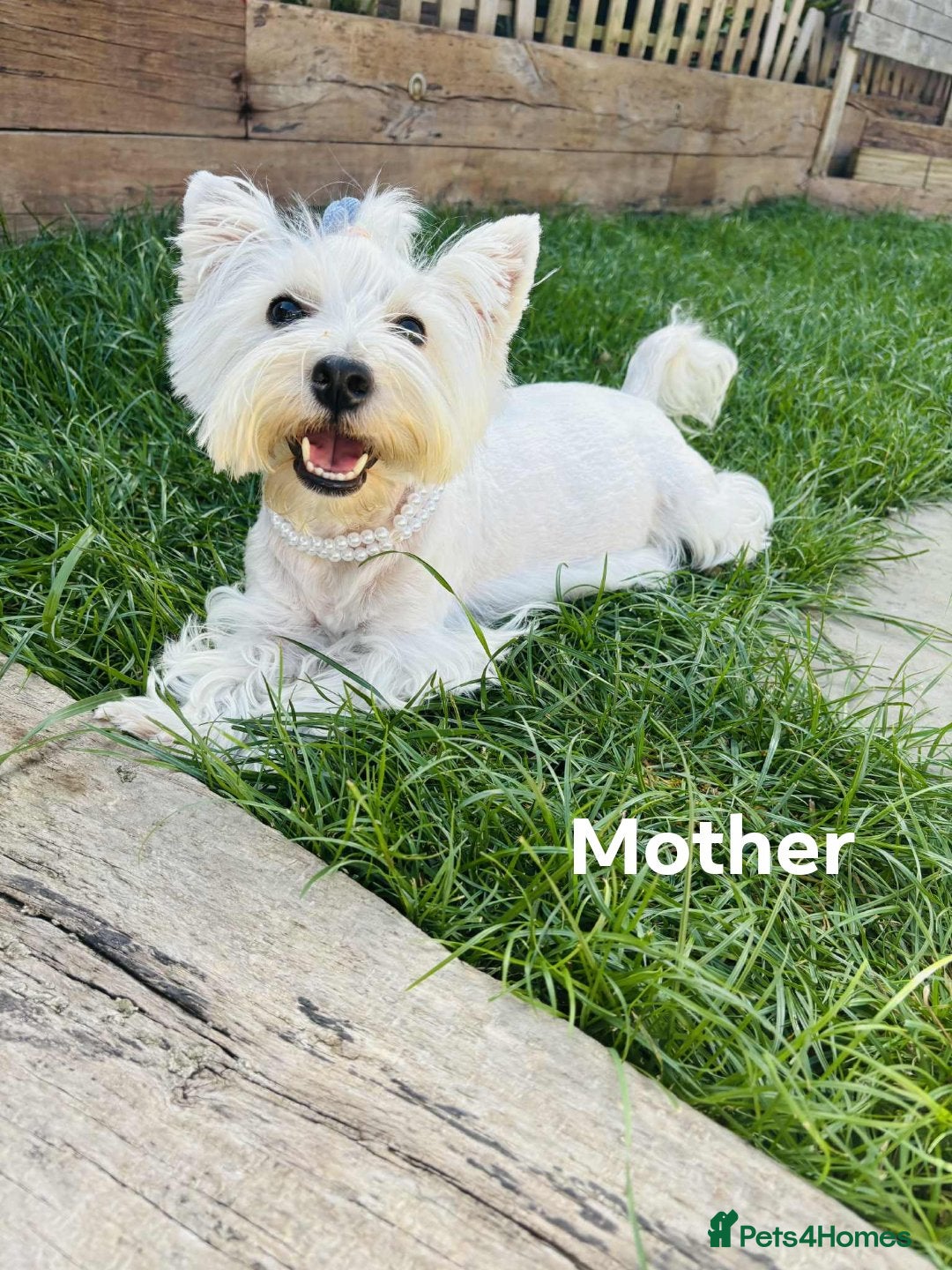 West Highland Terrier dogs for sale: West Highland  White Terrier Puppies  - Image 5