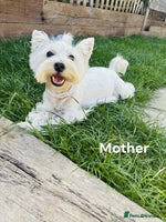 West Highland Terrier dogs West Highland White Terrier Puppies - Advert 1