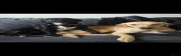 Mixed Breed dogs for sale: 5 gorgeous little puppies  - Advert 11