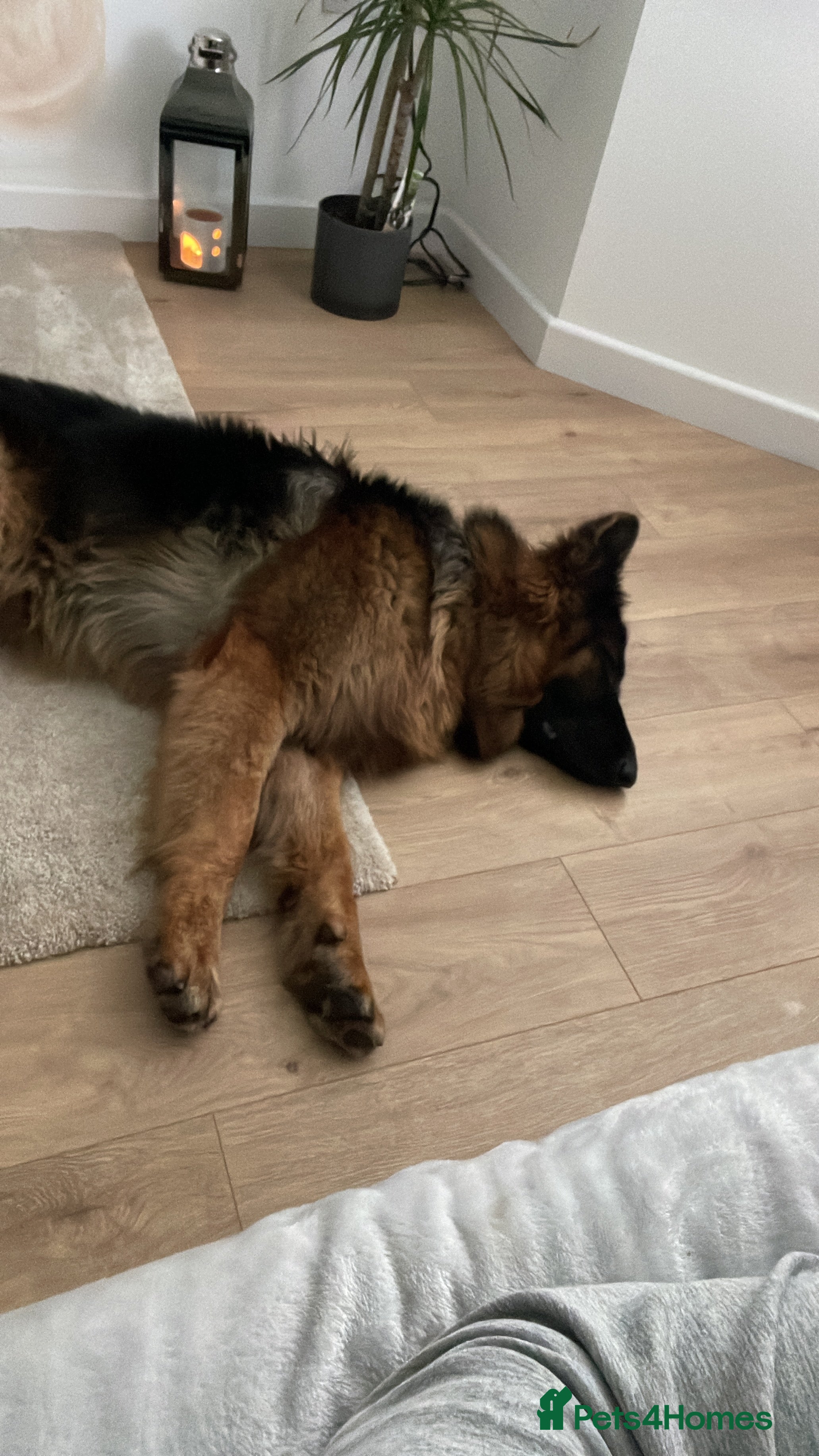 German Shepherd dogs Stunning Gsd male long haired - Advert 6
