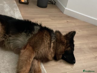 German Shepherd dogs Stunning Gsd male long haired - Advert 1
