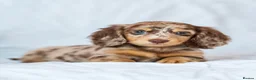 Miniature Dachshund dogs for sale: 🐾 MINIATURE LONG HAIRED DACHSHUND PUPPIES 🐾 - Advert 5