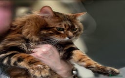 Bengal cats for sale: Cashmere Bengal !!! Don’t miss out 🤩 - Image 3
